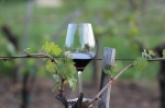 Private wine tours, corporate events, wine tastings