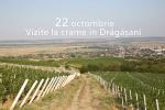 22 octombrie 2016 │Tur de crame în Drăgășani │ Avincis, Bauer, Știrbey