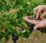 Ce este terroir-ul și cum influentează vinul?