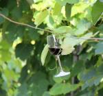 Cuvinte utile pentru degustătorii de vin