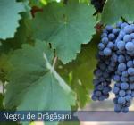 Negru de Drăgășani, the new black
