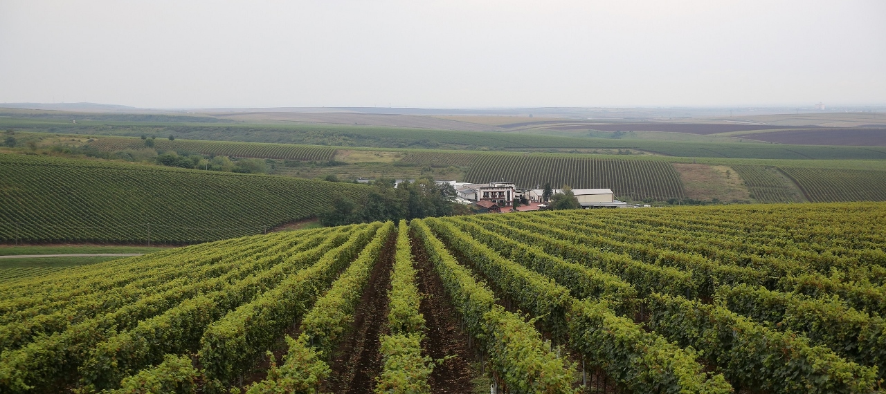 Recas Wineries Recas Wineries