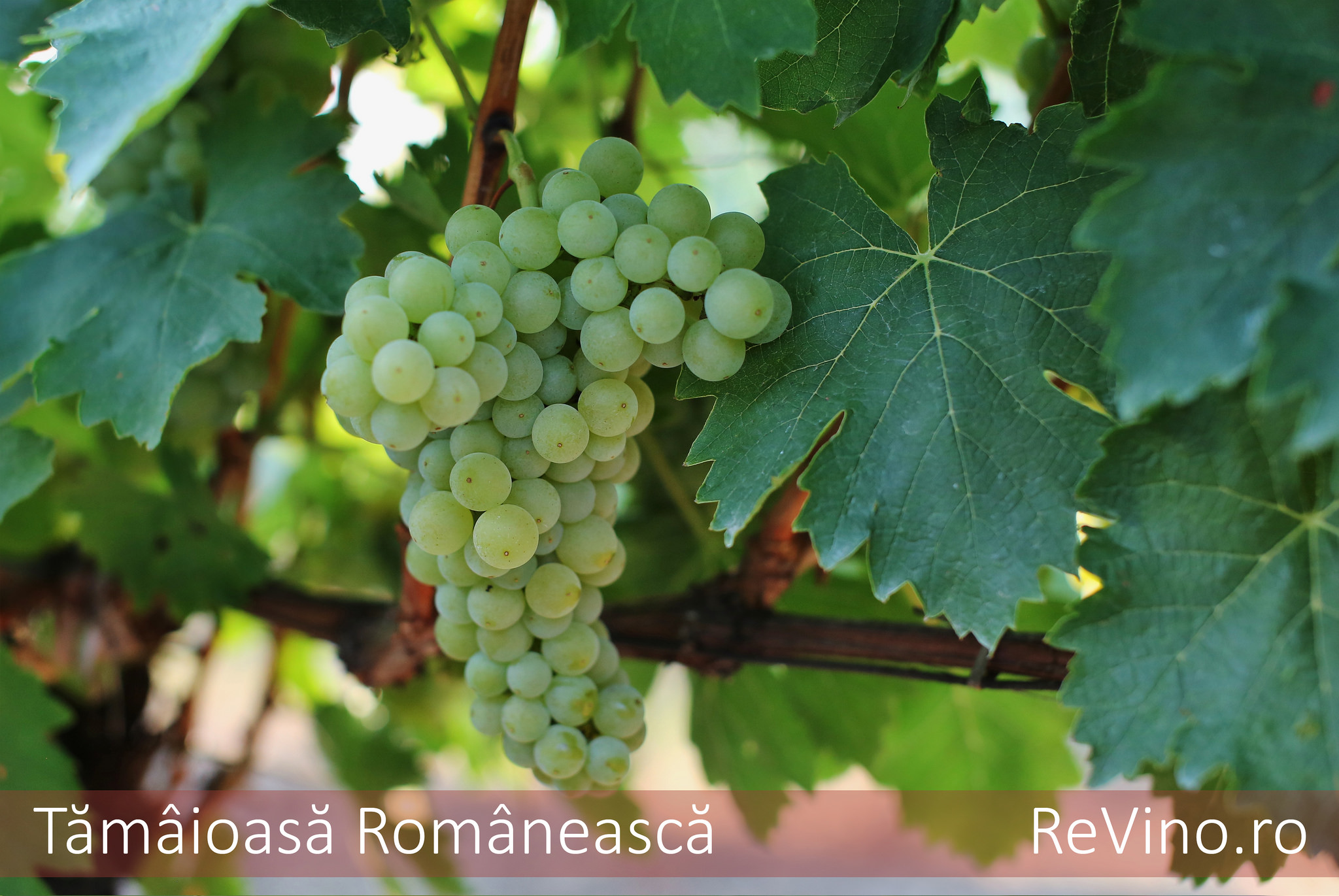 Moldova (grapes): description of the variety, characteristics, planting and care 96 Moldova (grapes): description of the variety, characteristics, planting and care 63
