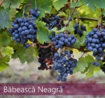 Babeasca Neagra