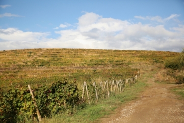 BASILESCU WINERY