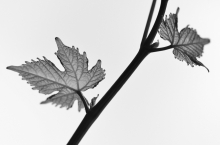 BLACK & WHITE ROMANIAN WINERIES