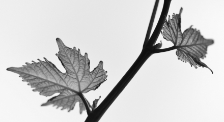 BLACK & WHITE ROMANIAN WINERIES