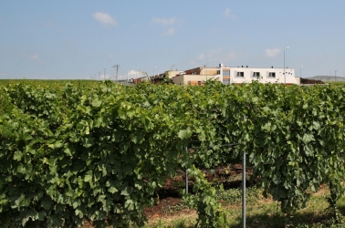 BUDUREASCA WINERY