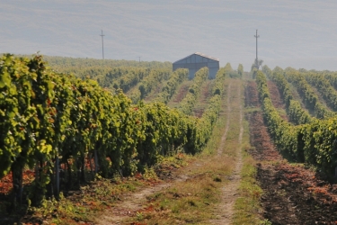 COTNARI WINE HOUSE