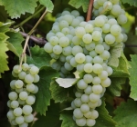 Crampoaie Selectionata