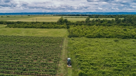 DOMAINE VINARTE BOLOVANU