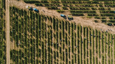 DOMAINE VINARTE BOLOVANU