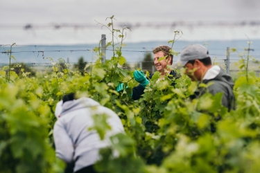 DOMAINE VINARTE STARMINA