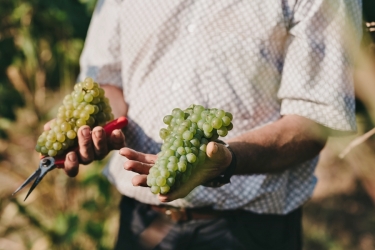 DOMAINE VINARTE STARMINA