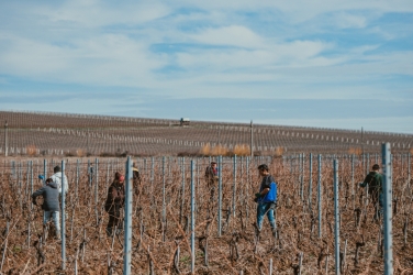 DOMAINE VINARTE STARMINA