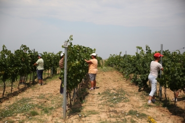 FAMILIA HETEI WINERY