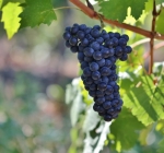 Feteasca Neagra