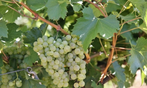 Feteasca Regala, Grape varieties. Feteasca Regala, Romanian Grape ...