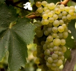 Francusa