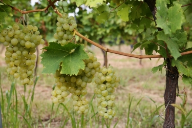 GIRBOIU WINERY