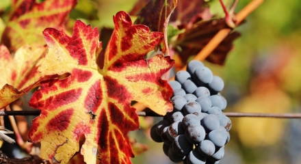 Global wine market 2025 & Romania wine production