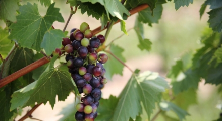 Grape ripening and vineyard preparations before harvest