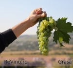 Grasa de Cotnari