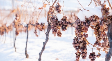 Ice wine, wine produced from the grapes that passed through the first frost