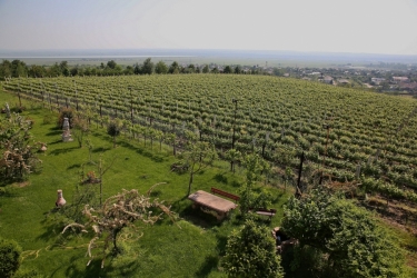 IORDACHE WINE HOUSE