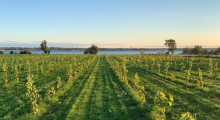 Is a vineyard in Denmark even possible? “Absolutely,” says Hansenite, Sofie Saerens, at her vineyard, TuseN Vin