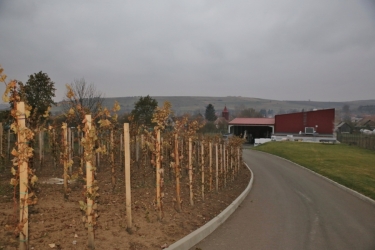 LILIAC WINERY