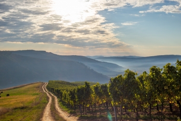 LILIAC WINERY