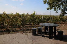 MURFATLAR WINERY
