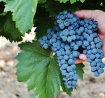 Negru de Dragasani
