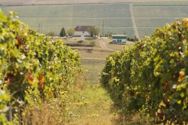 OPRISOR WINERY