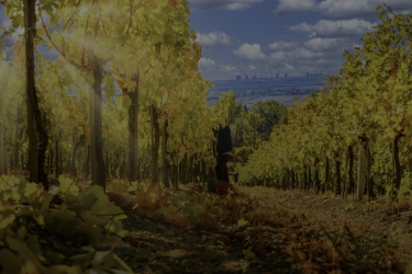 PARINTE WINE / DEALUL GOLESTILOR WINERY