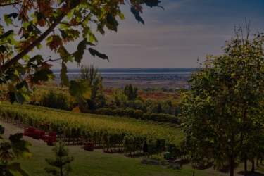 PARINTE WINE / DEALUL GOLESTILOR WINERY