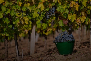 PARINTE WINE / DEALUL GOLESTILOR WINERY