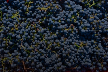 PARINTE WINE / DEALUL GOLESTILOR WINERY