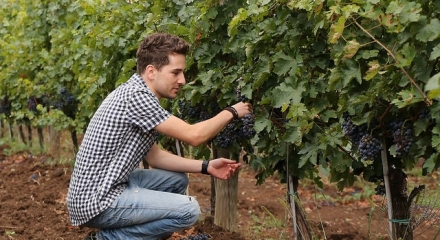 Petro Vaselo, the winery where you’ll meet the youngest wine expert in Romania