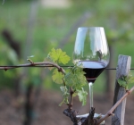 Private wine tours, corporate events, wine tastings