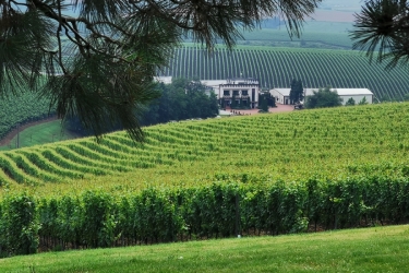 RECAS WINERIES