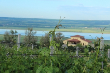 STIRBEY WINERY