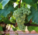 Tamaioasa Romaneasca
