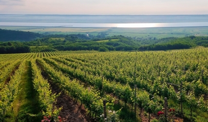 Valens Winery