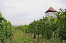 VILLA VINEA WINERY