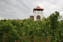 VILLA VINEA WINERY