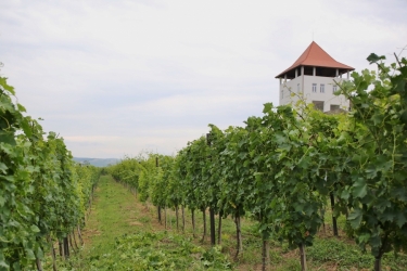 VILLA VINEA WINERY