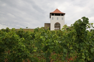 VILLA VINEA WINERY