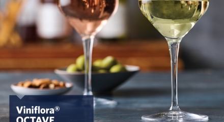 Viniflora® OCTAVE is developed to ensure superior sensory characteristics in white and rosé wine from warm regions